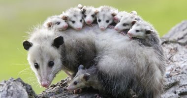 Opossum