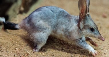 Bilby