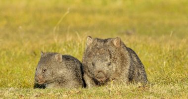 Wombat