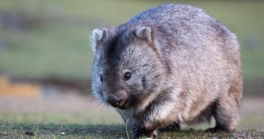 Wombat