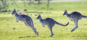 Canguros australianos saltando