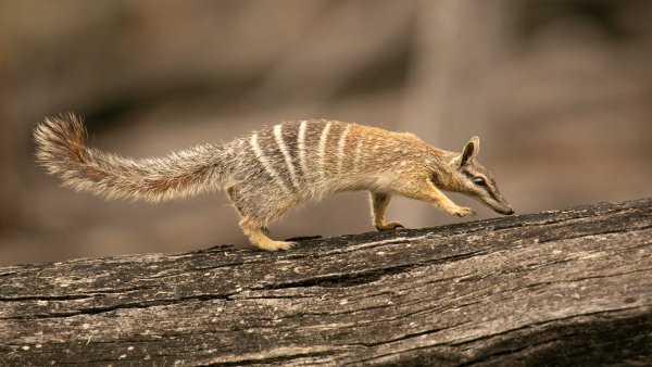 Numbat