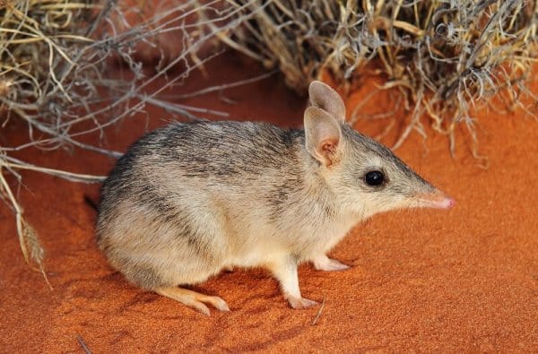 Bandicut Peramélidos