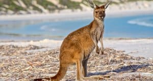 Canguro