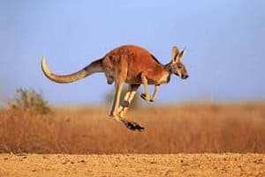 Canguro rojo saltando en el desierto de Australia